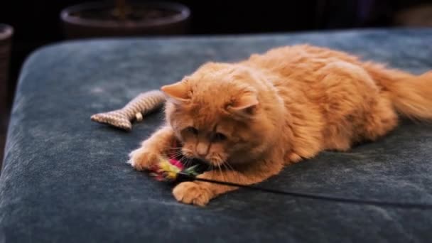 小猫咪在舒适的家背景上玩耍 黄眼睛的生姜胖胖的猫在屋里玩玩具 和好奇的小猫咪一起玩有趣的视频 宠物友谊的概念 — 图库视频影像
