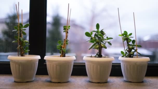 Pengaträd Crassula Ovata Crassulaceae Hus Växt Symboler För Pengar Mynt — Stockvideo