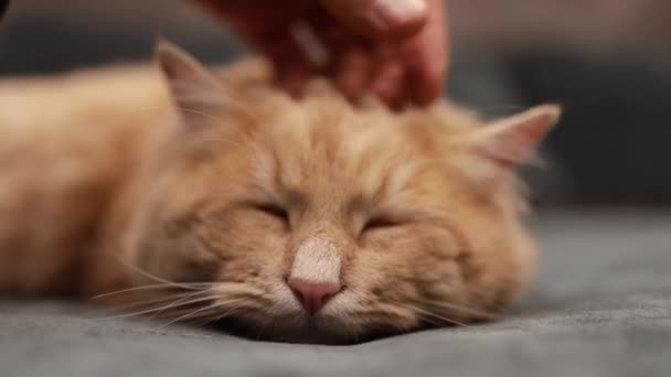 Ginger Gato Fofo Dormindo Sofá Close Mão Feminina Acariciando Gato — Vídeo de Stock