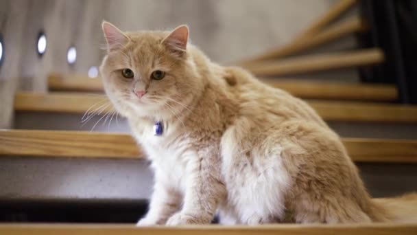 一只漂亮的红猫坐在舒适的房子里的木楼梯上 — 图库视频影像