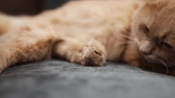 Хозяин Ухаживает Больной Кошкой Нежно Прикасаясь Лапе Пока Лежит Груди — стоковое видео