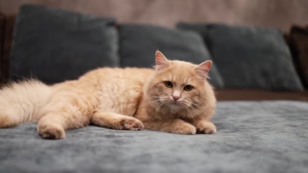 Ледачий Червоний Кіт Лежить Ліжку Засинає Закритими Очима Імбирний Кіт — стокове відео