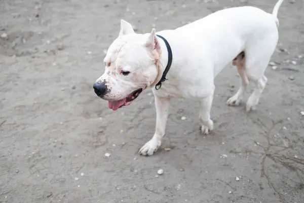 American Staffordshire Terrier standing on the sand in the park.