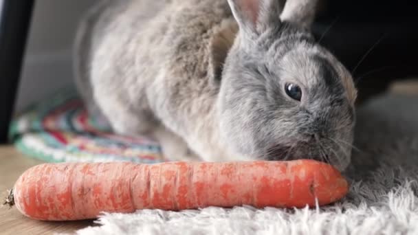Kleine Flauschige Graue Handgemachte Kaninchen Die Reife Frische Möhren Auf — Stockvideo