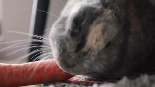 Pequeño Conejo Gris Esponjoso Hecho Mano Comiendo Zanahoria Fresca Madura — Vídeos de Stock
