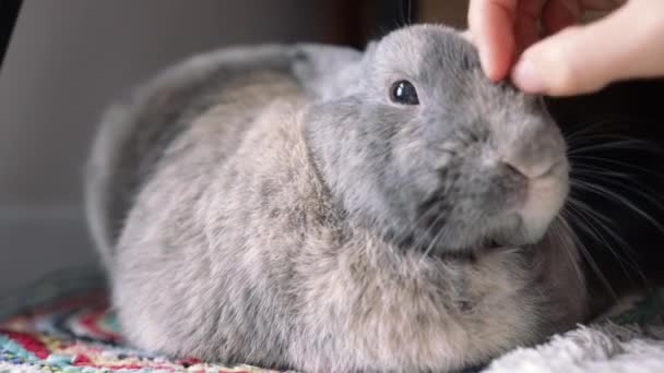 Mano Chica Está Acariciando Conejo Gris Junto Ventana Animal Mueve — Vídeos de Stock