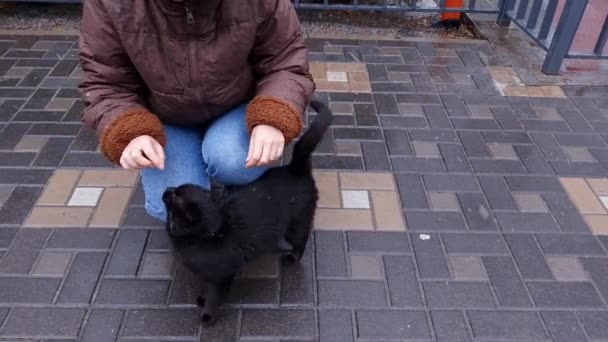 冬を歩いている間にホームレスのストリート黒猫を飼っている女性 ヨーロッパのホームレス動物の問題 動物保護施設 汚れた猫が通りを走る — ストック動画