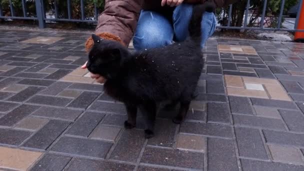 一个女人在冬天走路的时候摸着一只无家可归的黑猫 欧洲无家可归动物的问题 动物庇护所 肮脏的猫在街上跑着 — 图库视频影像