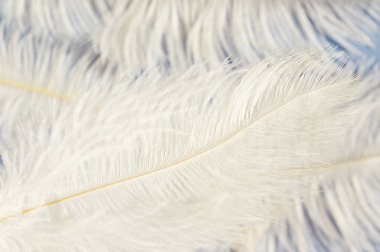 Beyaz tüylü devekuşu tüyleri metin, yumuşaklık ve zarafet kavramı için kopya alanı olan el işi kağıt zemin üzerine kapanır