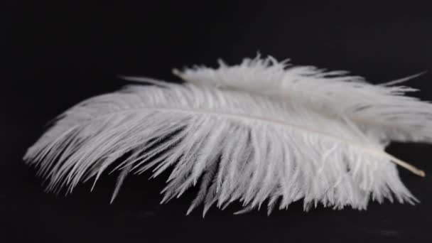 Λευκά Αφράτα Φτερά Που Πέφτουν Και Πετούν Πάνω Από Μαύρο — Αρχείο Βίντεο