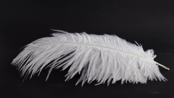 White Fluffy Feathers Falling Flying Black Background — Stock Video
