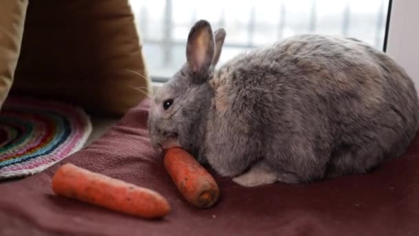 Conejo Come Una Zanahoria Habitación Conejo Hambriento Comiendo Comida Orgánica — Vídeos de Stock