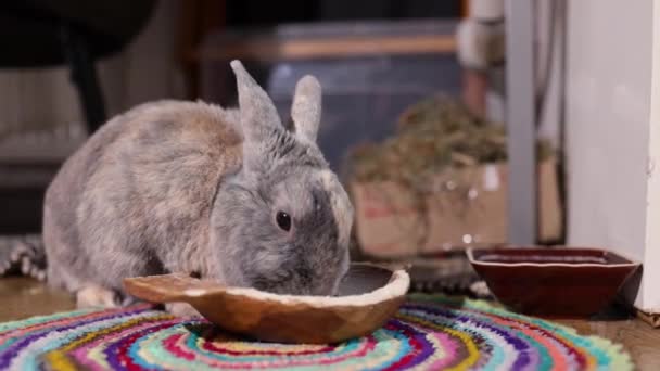 Masticare Coniglietto Mangiare Fiocchi Avena Adorabile Animale Domestico Animale Domestico — Video Stock