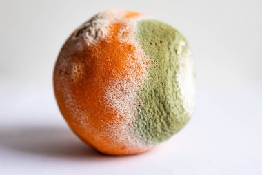 Küflenmiş çürük portakal beyaz arka planda izole edilmiş. Küflü meyve.