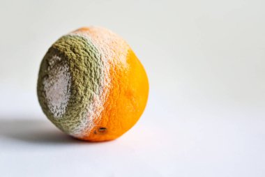 Beyaz arka planda çürük ve küflü portakallar. Boşluğu kopyala.