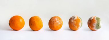 Çürümenin çeşitli aşamalarında beş portakal. Beyazda izole. Küflü meyve..