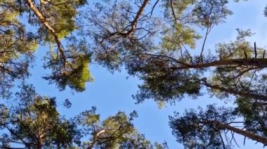 Çam Ormanı 'ndan geçip Ağaçlara bakmak. Sunny Summer Day 'de Pine Crowns' un alt görüntüsü. Gökyüzü ağaçların tepesinden görülebilir..