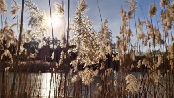 Piikit Vilkuttavat Auringonvalossa Pilvissä Hidastus — kuvapankkivideo