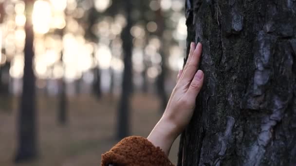 Kobieta Dotykająca Głaskająca Kora Sosny Lesie Ręka Dotyka Starego Majestatycznego — Wideo stockowe