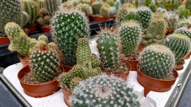 soft light tone with cactus in pot for decorate garden. vintage style picture. Image has shallow depth of field.