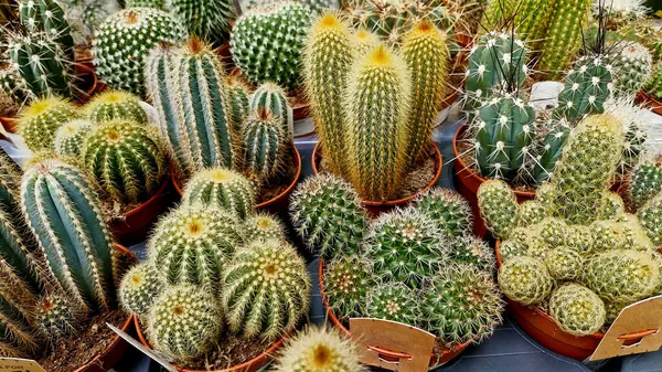 Cactus garden plant with cactuses selling in spring, Different types of cactuses in a pot with colourful pebbles. Potted variety of cactuses on a wooden planks against the view of plants.