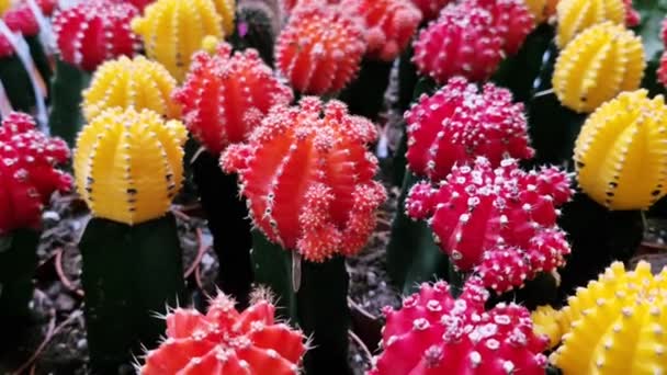 Cactus Garden Plant Cactuses Selling Spring Different Types Cactuses Pot — Stock Video