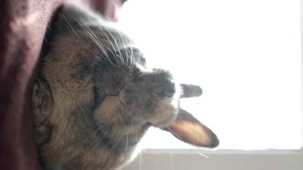 窓の近くに座っている面白いウサギの垂直ビデオ クローズアップ — ストック動画