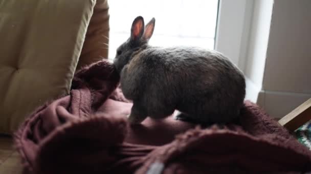 顽皮的兔子在家里玩耍 开始弄得一团糟 在地板上嚼着毛毯 有趣的兔子正坐在混乱之中 咬着床罩 — 图库视频影像