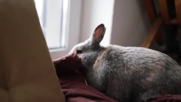 Непослушный Кролик Играющий Дома Начал Устраивать Беспорядок Жевать Одеяло Полу — стоковое видео