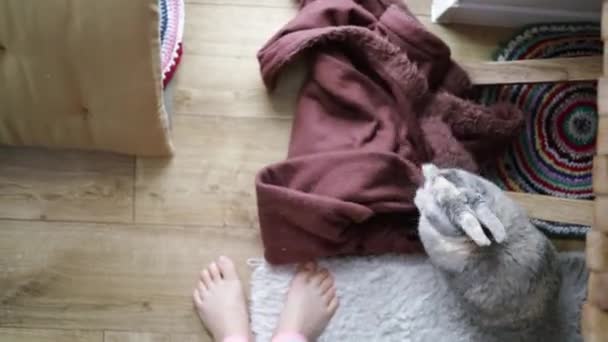 顽皮的兔子在家里玩耍 开始弄得一团糟 在地板上嚼着毛毯 有趣的兔子正坐在混乱之中 咬着床罩 — 图库视频影像