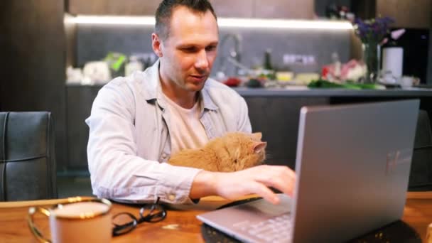 オフィスで猫を抱えながらラップトップで仕事をしている白人男性 コンピューターで働く男性フリーランサーで キッチンでジンジャー キットを見ていました 血まみれのペット 小さな親友 ハッピー — ストック動画