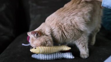 Kedi sahibi kediyle rahat ev halısı üzerinde oynuyor orta boy zoom seçici odaklanma