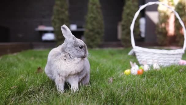 慢镜头的复活节兔子在草地上清洁自己 可爱的小灰兔 在草地上四处张望 复活节的概念 — 图库视频影像