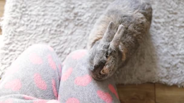 Lindo Conejo Mascota Jugando Con Remo Suelo Chica Suavemente Acaricia — Vídeos de Stock