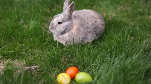 Çimlerin Üzerinde Süslü Paskalya Yumurtaları Nın Yanındaki Küçük Tavşan Paskalya — Stok video