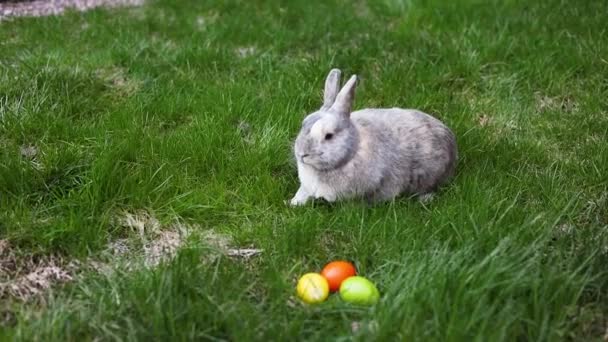 Çimlerin Üzerinde Süslü Paskalya Yumurtaları Nın Yanındaki Küçük Tavşan Paskalya — Stok video