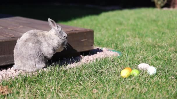 靠近装饰复活节彩蛋的小兔子躺在草地上 复活节假期的概念 — 图库视频影像