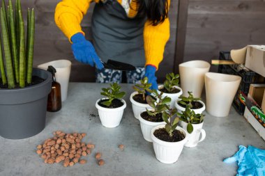 Kadın bahçıvanlar el nakli kaktüsleri ve ahşap masadaki çimento saksılarına sulandırıyorlar. Ev bahçesi kavramı.