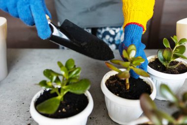 Kadın bahçıvanlar el nakli kaktüsleri ve ahşap masadaki çimento saksılarına sulandırıyorlar. Ev bahçesi kavramı.