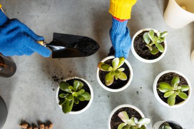 Kadın bahçıvanlar el nakli kaktüsleri ve ahşap masadaki çimento saksılarına sulandırıyorlar. Ev bahçesi kavramı.