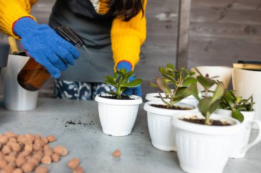 Kadın bahçıvanlar el nakli kaktüsleri ve ahşap masadaki çimento saksılarına sulandırıyorlar. Ev bahçesi kavramı.