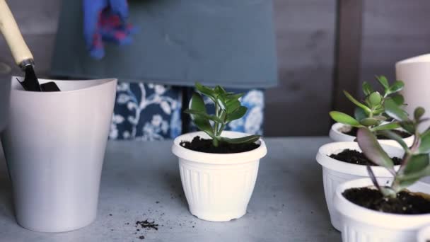 Vrouw Tuinders Hand Transplanteren Cactussen Vetplanten Cementpotten Houten Tafel Begrip — Stockvideo