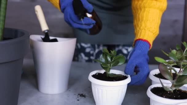 Ogrodnicy Rękami Przeszczepiają Kaktusy Soczewki Cementowych Doniczkach Drewnianym Stole Pojęcie — Wideo stockowe