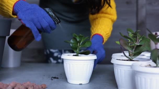 Mulheres Jardineiras Mão Transplante Cactos Suculentas Vasos Cimento Sobre Mesa — Vídeo de Stock