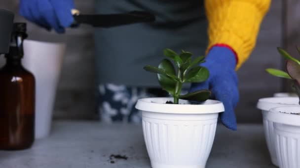 Női Kertészek Kézi Átültetés Kaktuszok Zamatos Betonedényekbe Asztalon Otthoni Kert — Stock videók