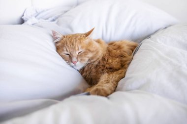 Tatlı zencefilli kedi yavrusu beyaz yumuşak battaniyede uyuyor. Kediler yatakta kestirirler. Rahat hayvanlar rahat evlerinde uyurlar.. 