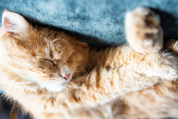 Adorable ginger kitten purebred straight lying on back, top view, on a blue background. Flat Lay fat cat well-eat and relax on bed at home
