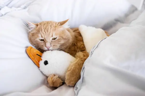 Sad cat hug toy duck on bed. Feline depression. Sad cat. Bored cat.