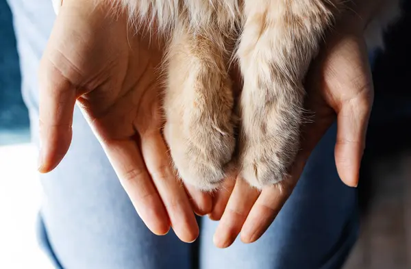 Cat\'s foot in the hand of human