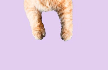 Paws of cat Isolated on pink background. clipart